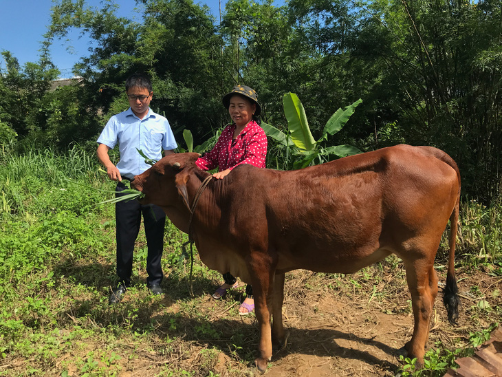 Bà Tuyến chăm sóc con bò giống do dự án điện gió tài trợ - Ảnh: HOÀNG TÁO