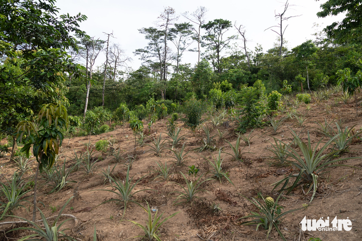 Nương rẫy mọc lên sau khi những cánh rừng thông bị tàn phá - Ảnh: HOÀNG TÁO