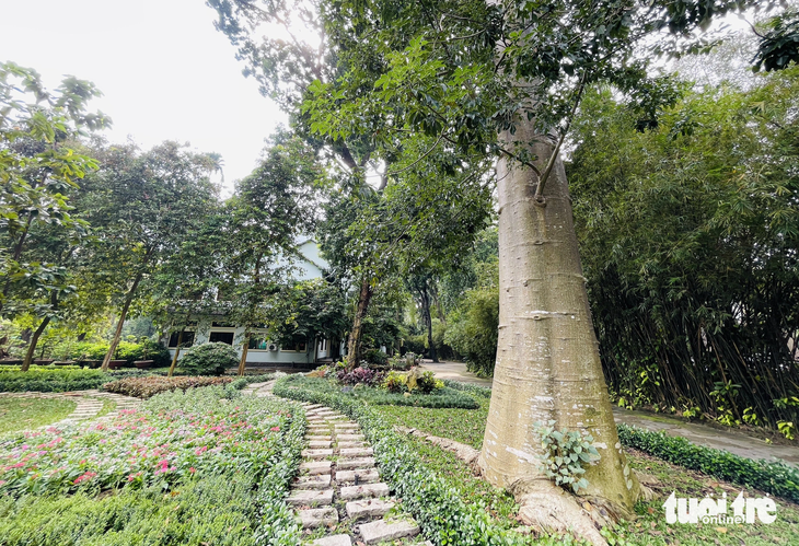 Cây bao báp, một giống cây đặc trưng của châu Phi được đưa về trồng tại Thảo cầm viên