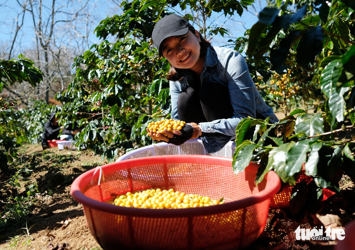 Việc tận tay thu hái một loại nông sản theo sở thích tăng trải nghiệm tại Đà Lạt cho du khách - Ảnh: M.V