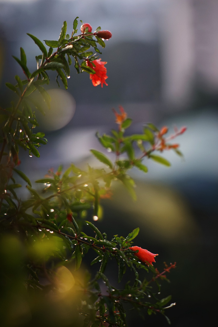 Cây lựu trổ hoa trên ban công nhà tôi (Ảnh: Minh Phúc)