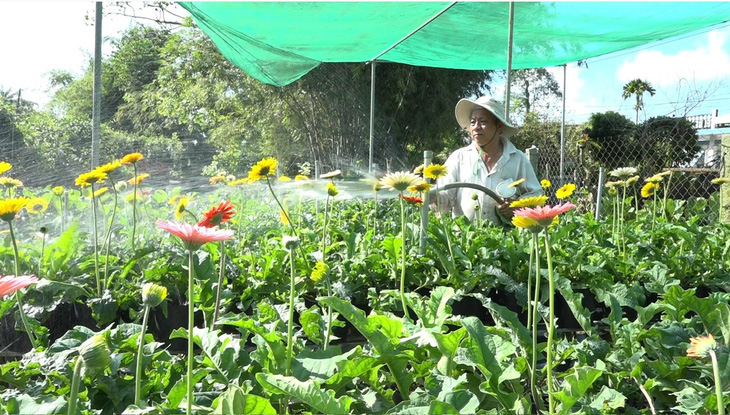 Vụ hoa Tết 2024 nông dân làng hoa Sa Đéc trồng khoảng 40ha - Ảnh: Đ.TUYẾT