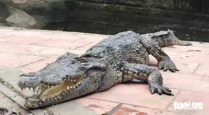Cá sấu ở công viên trung tâm TP Vinh trước khi được chuyển qua vườn thú - Ảnh: DOÃN HÒA