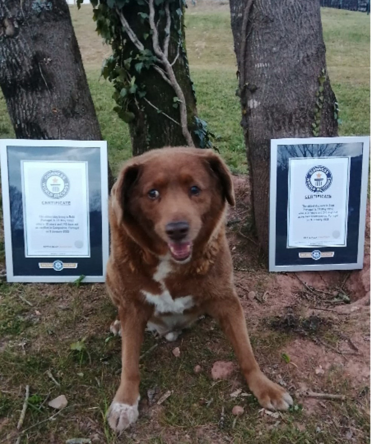Bobi được Tổ chức Kỷ lục thế giới Guinness công nhận là con chó sống thọ nhất thế giới vào tháng 2-2023 - Ảnh: FB Leonel Costa
