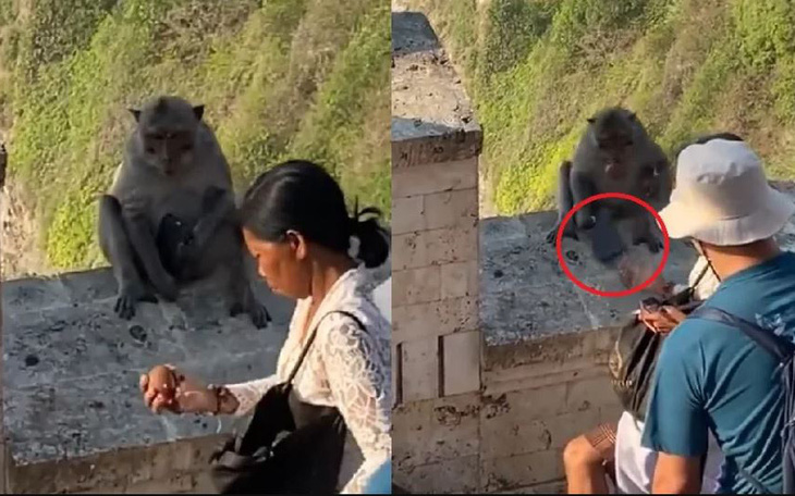 Con khỉ giật điện thoại của du khách để "mặc cả" thức ăn