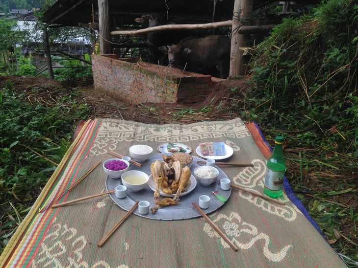 Lễ cúng vía trâu (tám khuôn quai) là một trong những nghi lễ nông nghiệp đặc trưng của người Thái. Lễ cúng vía trâu thường được tổ chức vào ngày 15 tháng năm âm lịch, sau khi cấy xong. Chủ bưng cả mâm rượu, thịt, cá, xôi tới tận chuồng cúng mời con trâu ăn để tạ ơn chúng đã giúp mình cày bừa suốt cả vụ. Ảnh: Đỗ Quang Tuấn Hoàng