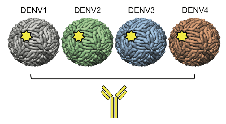 4 loại virus dengue
