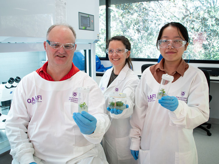 (Từ trái sang phải) Tiến sĩ Chris O'Brien, Tiến sĩ Alice Hayward và nghiên cứu sinh Tiến sĩ Jingyin Bao trong phòng thí nghiệm với các mẫu thực vật.Ảnh: qaafi.uq.edu.au