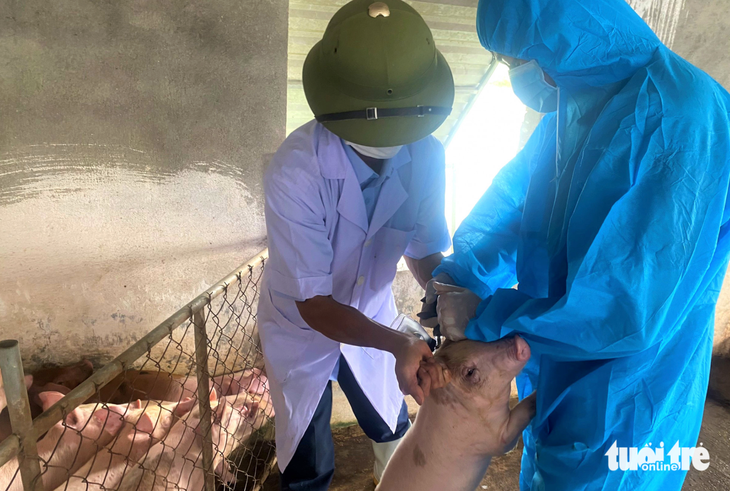 Cán bộ thú y tiêm vắc xin phòng dịch tả heo châu Phi cho đàn heo - Ảnh: DOÃN HÒA