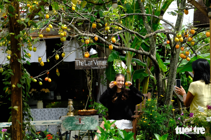 Một du khách người nước ngoài thích thú chụp hình với cây hồng trĩu quả tại Đà Lạt - Ảnh: MINH AN