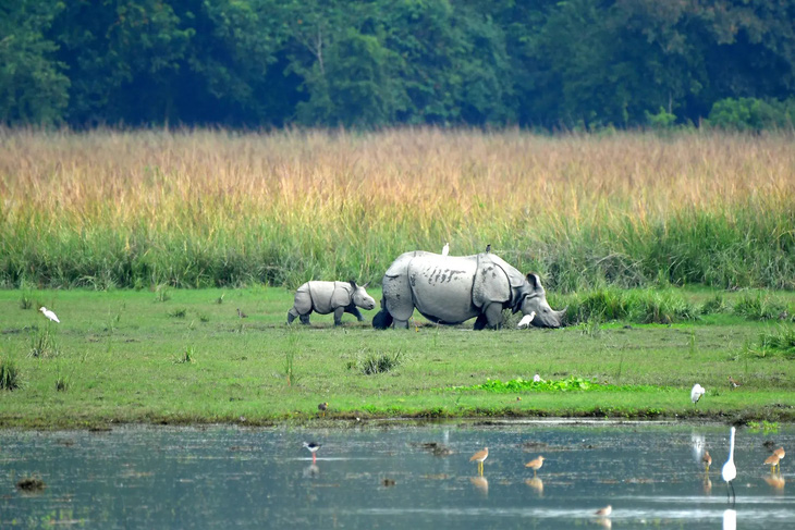Hai mẹ con tê giác một sừng thong thả đi trong khu bảo tồn Pobitora ở đông bắc Ấn Độ. Sự tồn tại của loài này là một câu chuyện thành công của thế giới sau khi số cá thể loài từng ở mức bị đe dọa nghiêm trọng vào cuối thế kỷ 20 - Ảnh: NUR PHOTO