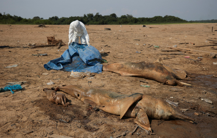 Một nhà nghiên cứu đứng cạnh xác cá heo ở hồ Tefe, thượng nguồn của sông Solimoes, thuộc Brazil, ngày 2-10 - Ảnh: REUTERS