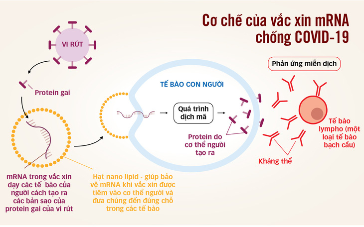 Nguồn: The Conversation, Cục Y tế dự phòng - Tổng hợp: Minh Khôi - Đồ họa: TẤN ĐẠT