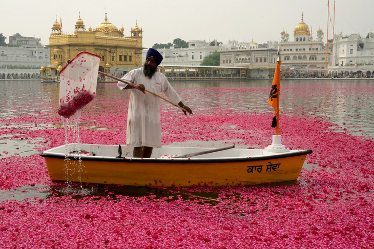 Tình nguyện viên vớt cánh hoa hồng được thả xuống từ một trực thăng ở Đền Vàng tại thành phố Amritsar, nằm ở phía tây bắc bang Punjab (Ấn Độ) hôm 28-10, trước lễ kỷ niệm ngày sinh của Guru Namdas thuộc dòng họ sáng lập đạo Sikh - Ảnh: AFP