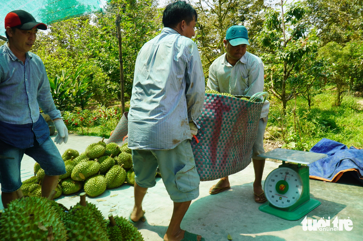 Hiện nay giá sầu riêng một số khu vực tại Tiền Giang đang được thương lái thu mua với giá 125.000 đồng/kg - Ảnh: MẬU TRƯỜNG