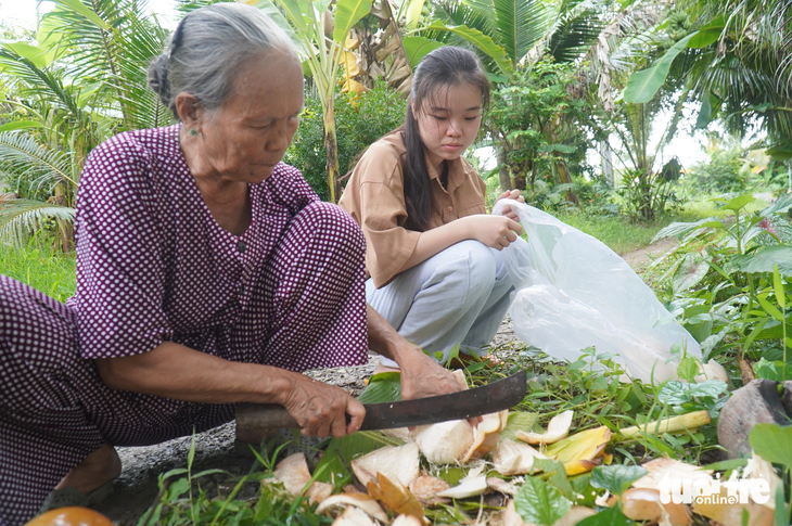 Nguyễn Phương Vi và bà nội của mình đang chặt dừa để Vi mang lên TP.HCM nhập học - Ảnh: MẬU TRƯỜNG