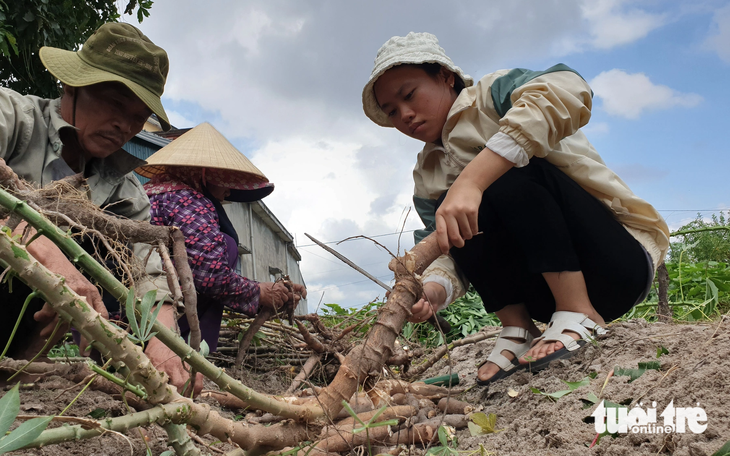 Gánh khoai mì gánh cả giấc mơ