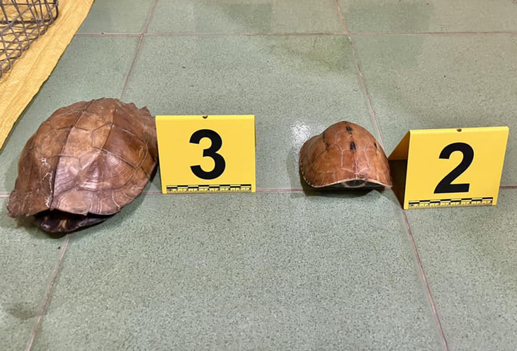 Hai con rùa quý hiếm bị lực lượng chức năng tạm giữ - Ảnh: Công an huyện Tây Giang