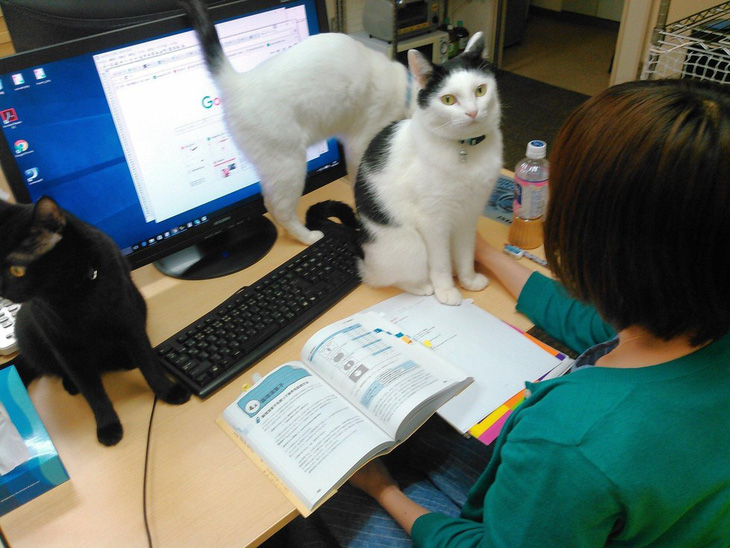Nuôi mèo trong văn phòng giúp nhiều nhân viên xả stress, giảm căng thẳng