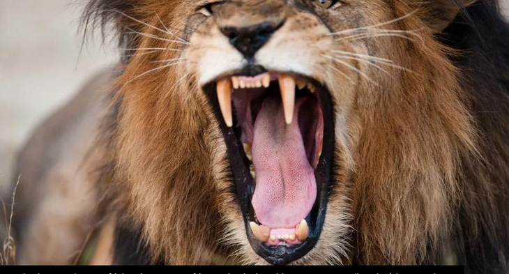 Đối với động vật ở châu Phi, tiếng nói của con người đáng sợ hơn cả sư tử - Ảnh: SHUTTERSTOCK