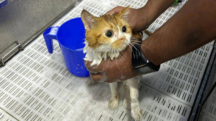 Một con mèo may mắn được cứu sống trong số 150 con bị bỏ rơi trên sa mạc ở UAE - Ảnh: CNN