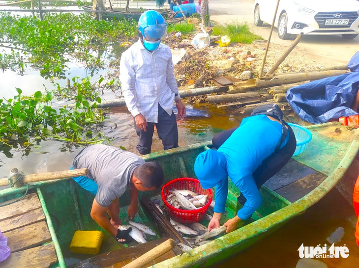 Người dân thôn Sông Hải vớt cá chết đưa lên bờ bán để gỡ gạc chi phí - Ảnh: LÊ MINH
