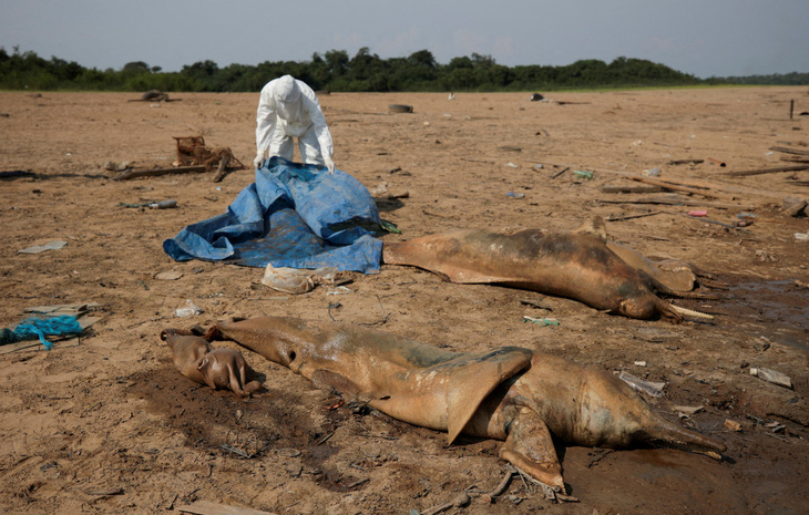Cả trăm con cá heo trong hồ Tefe thuộc lưu vực sông Amazon tại bang Amazonas của Brazil đã chết những ngày qua vì ảnh hưởng của nắng nóng và khô hạn. Trong tấm hình chụp ngày 2-10 này, nhà nghiên cứu đang xử lý một xác cá heo - Ảnh: REUTERS