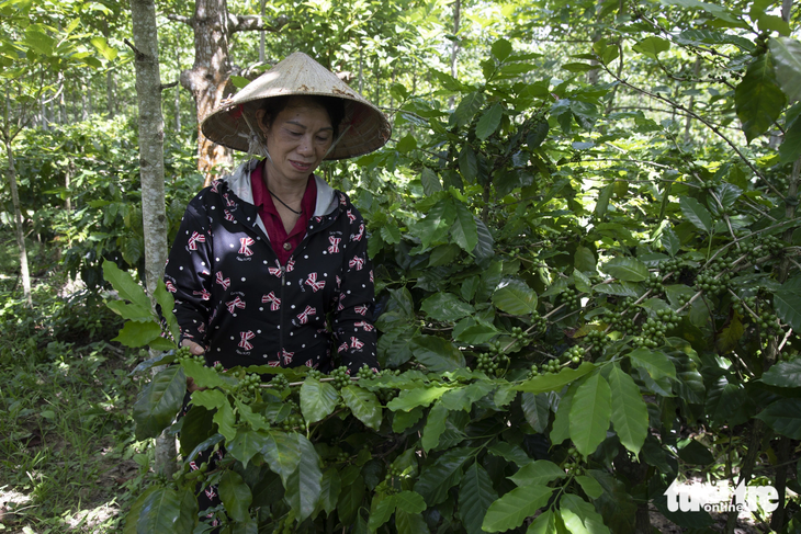 Vườn cà phê dưới tán rừng gáo của bà Hương - Ảnh: HOÀNG TÁO