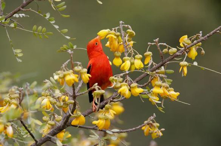 Iiwi (Vestiaria coccinea), một loài chim ong mật Hawaii phổ biến ăn mật hoa chỉ được tìm thấy trong rừng núi cao của quần đảo Hawaii - Ảnh: ALARMY STOCK