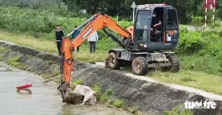 Chính quyền địa phương dùng máy xúc để vớt xác heo chết do dịch bị người dân vứt xuống kênh Đào, huyện Yên Thành, Nghệ An - Ảnh: DOÃN HÒA