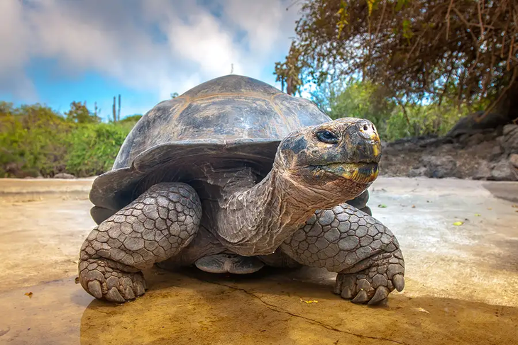 Một con rùa khổng lồ Galapagos - Ảnh: Shutterstoc/ FOTOGRIN