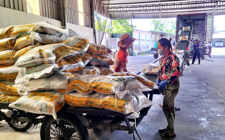 "Cha đẻ" gạo ST25: Giá gạo Việt đang cao nhất thế giới thì nên tranh thủ xuất khẩu nhiều