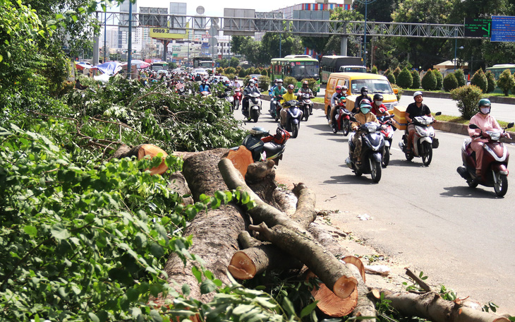 Đốn nhiều cây xanh để nhường chỗ cho dự án đường nối Trần Quốc Hoàn - Cộng Hòa