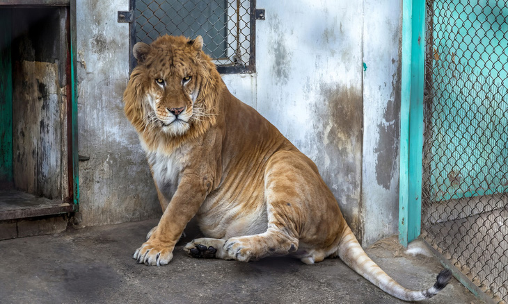Đây là con liger, lai giữa sư tử và hổ: Được cái đẹp trai mà hơi mập