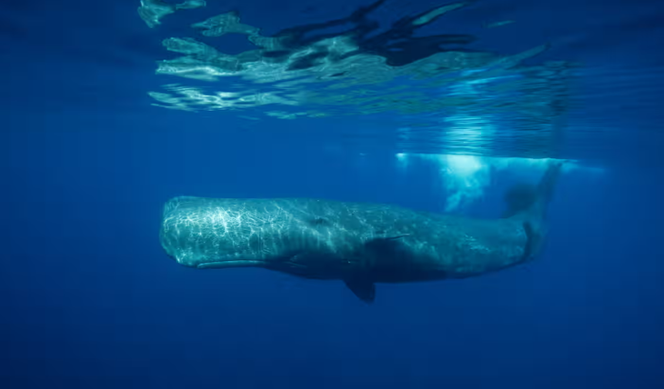 An estimated 500 sperm whales live in the waters around Dominica - Photo: Wildstanimal/Getty Images