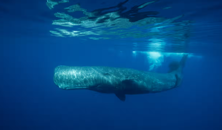 Ước tính có khoảng 500 con cá nhà táng sống ở vùng biển xung quanh Dominica - Ảnh: Wildestanimal/Getty Images