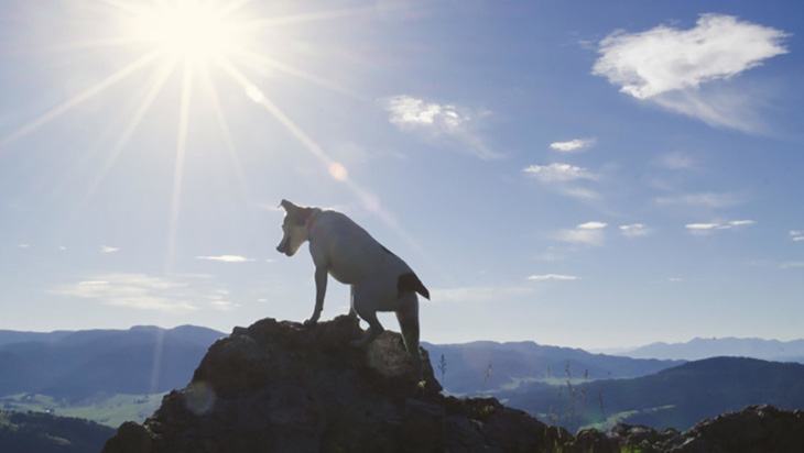 Một con chó sục giống Jack Russell đứng trên đỉnh núi. Ảnh: Adventure