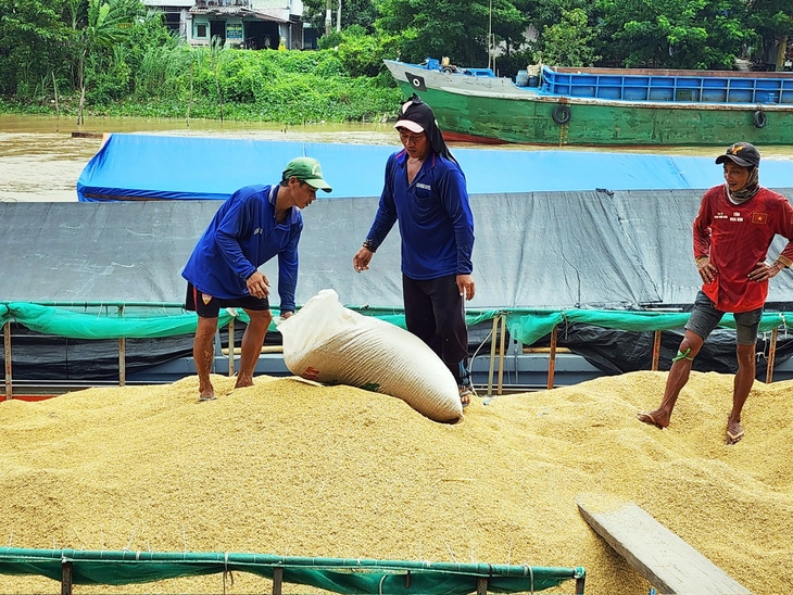 Giá lúa thu đông được nông dân bán cho thương lái với giá 9.400 đồng/kg, tăng gần 1.000 đồng/kg so với vụ hè thu - Ảnh: BỬU ĐẤU