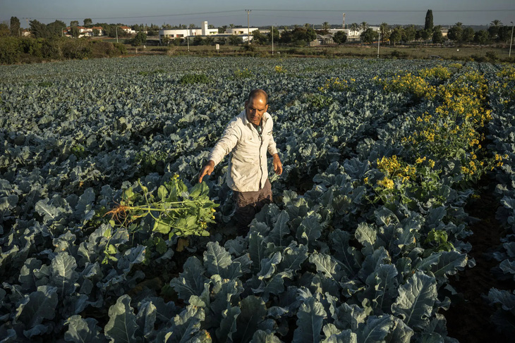 Ông Yuval Shragian tại trang trại của mình ở Tzofit (Israel) đang phải chật vật vì không có người thu hoạch rau củ - Ảnh: NEW YORK TIMES