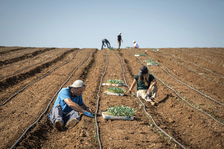 Nông dân trồng bông cải ở Tzofit, miền trung Israel - Ảnh: NEW YORK TIMES