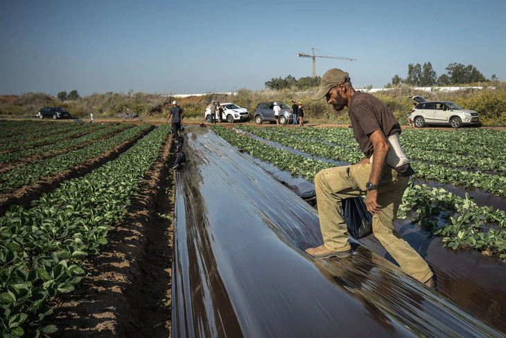 Israel cần nông dân, nhưng những người nông dân này lại cần lao động để làm những công việc như trồng rau, thu hoạch trái cây, thu hoạch sữa bò và nuôi ong mật - Ảnh: NEW YORK TIMES