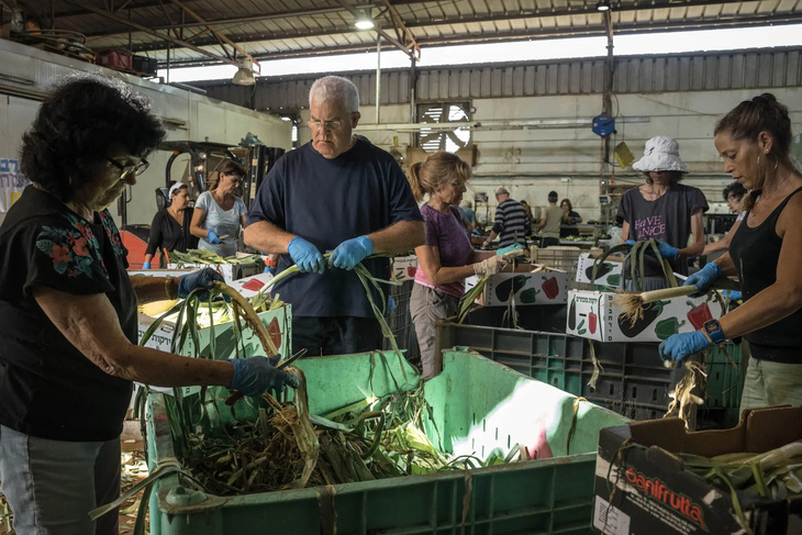 Tình nguyện viên làm sạch tỏi tây tại một trang trại ở Tzofit - Ảnh: NEW YORK TIMES