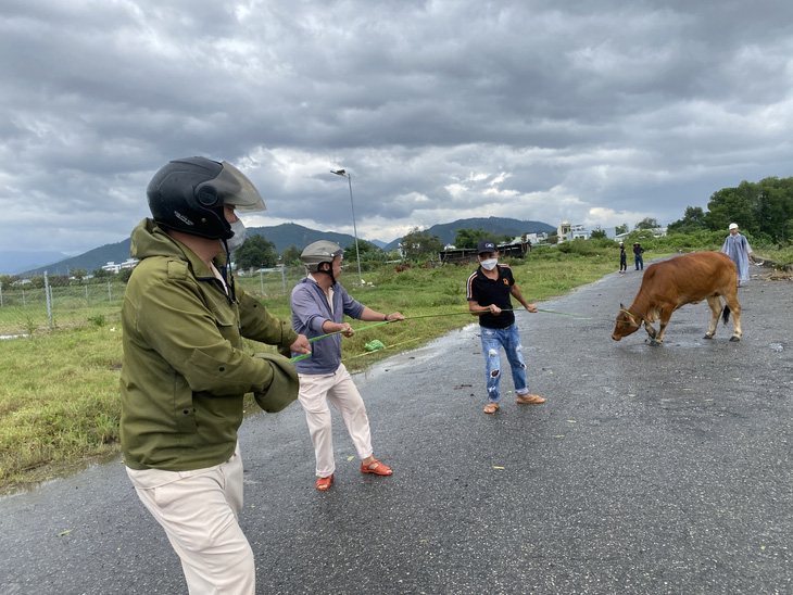 Người bắt bò thuê tại phường Hòa Minh "áp giải" con bò thả rông đưa về xử lý 