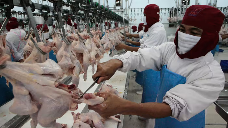 Xuất khẩu thực phẩm Thái Lan sụt giảm do thiếu lao động nhập cư. Trong ảnh: Người lao động nhập cư làm việc tại một nhà máy thực phẩm ở Thái Lan. Ảnh: reuters.com