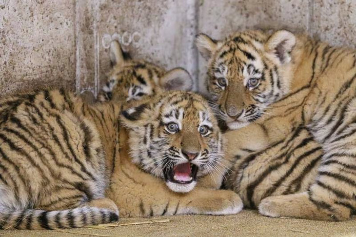 Không thể không bật cười với biểu cảm thật ngộ nghĩnh và sinh động của một trong ba con hổ Siberia ở vườn thú tại thành phố Opole, Ba Lan này. Chúng mới chào đời hôm 19-9 vừa qua - Ảnh: EPA