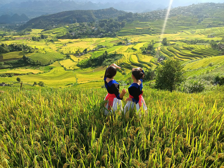 Mùa lúa chín ở Tả Lèng, huyện Tam Đường, tỉnh Lai Châu - Ảnh: SÙNG THỊ MÀO