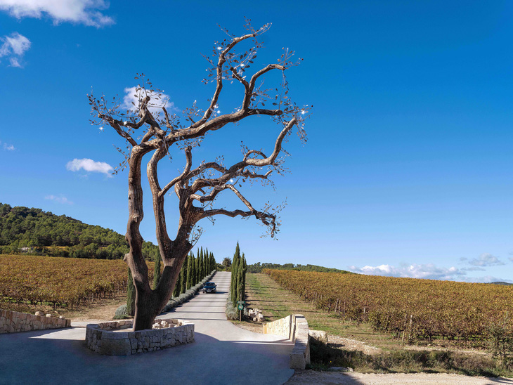 Cây sồi cao 18m chết khô ở Pháp được Tia-Thủy Nguyễn hồi sinh thành tác phẩm nghệ thuật - Ảnh: NVCC