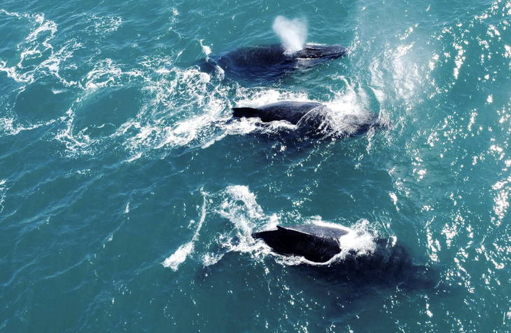 Đàn cá voi lưng gù xuất hiện ở bờ biển Ilhabela (bang Sao Paulo, Brazil) vào ngày 23-7-2023 - Ảnh: REUTERS