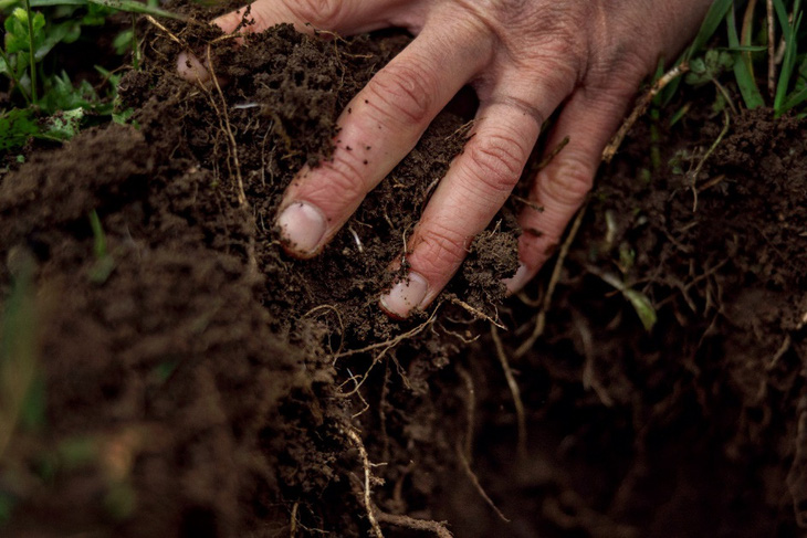 Phân bón hữu cơ giúp cải tạo sức khỏe đất và cây trồng - Ảnh 2.