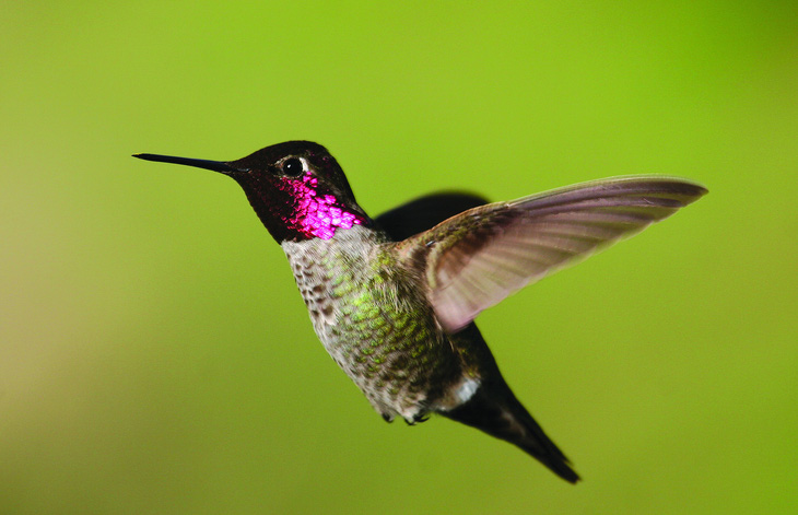 Chim ruồi Anna (Anna's hummingbird, Calypte anna) đặt theo tên một nữ công tước Ý thế kỷ 19, nằm trong số các loài chim phải đổi tên.  Ảnh: Wikimedia